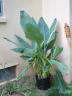 Banana Tree